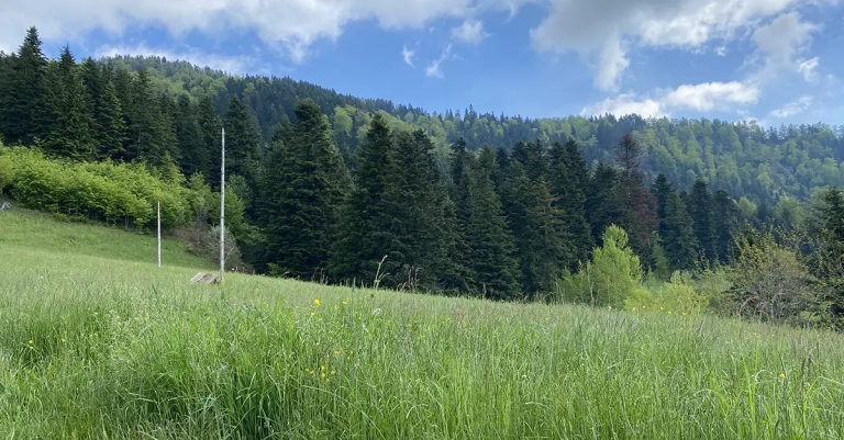 Vrh Palašnica na planini Mahnjača